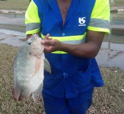 Peixe_Inundacao na ETE São Miguel - 29-02-2016